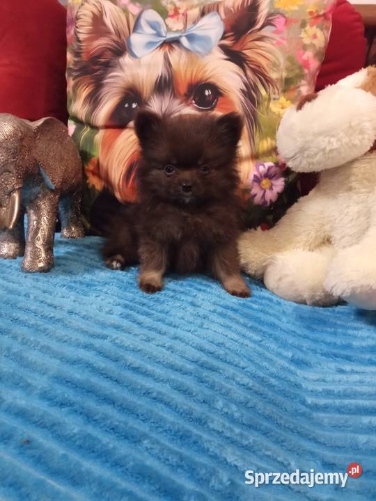 Chłopak szpic miniaturowy malutki Brodnica sprzedam