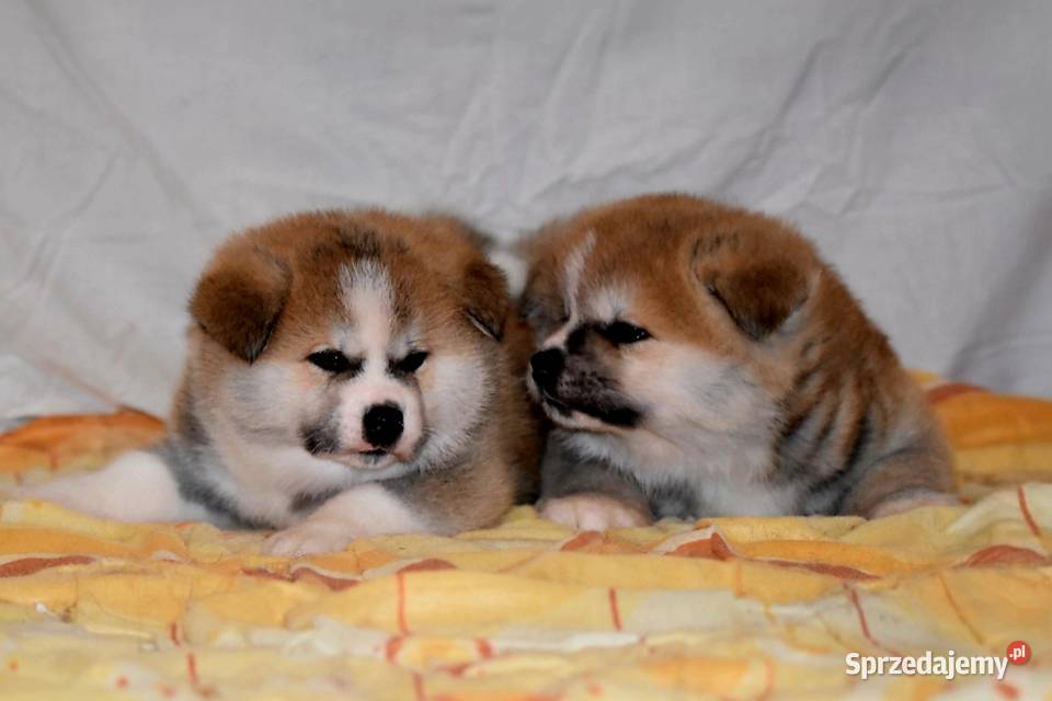 Akita Japonska czerwona suczka Morąg sprzedam