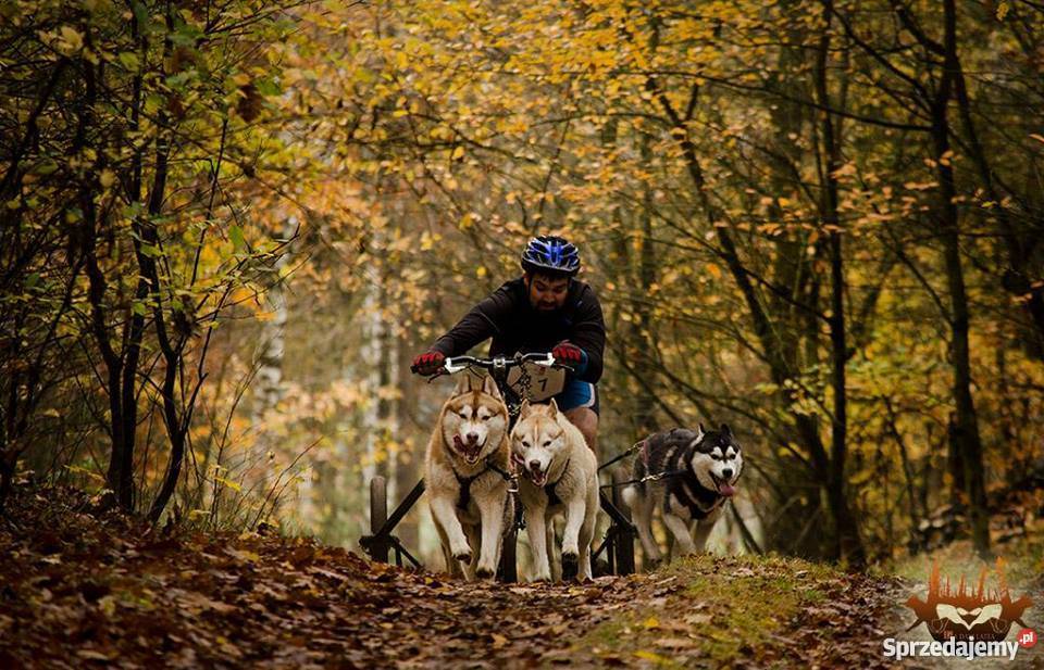 Siberian husky rodowodowe szczenięta zapowiedź Inowrocław