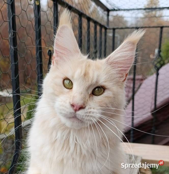 Dwuletnia towarzyska koteczka Maine Coon Gdańsk