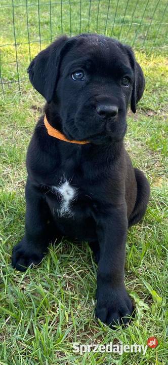 Cane corso Z Czarnych Palladynów FCI Szczecin