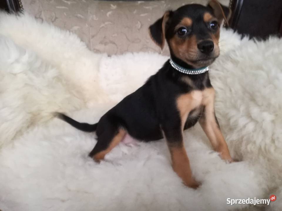 Pieski do Adopcji Radomsko