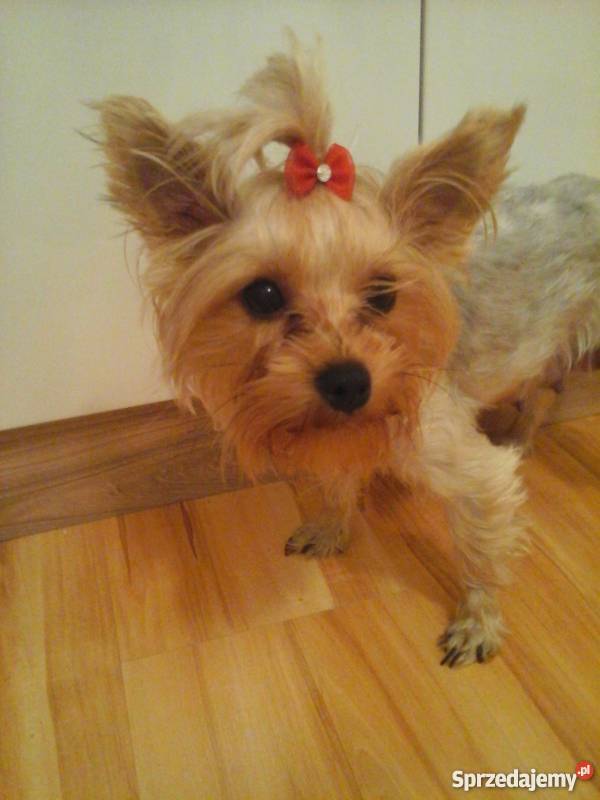 Yorkshire terrier 7 tygodni Psy Konin