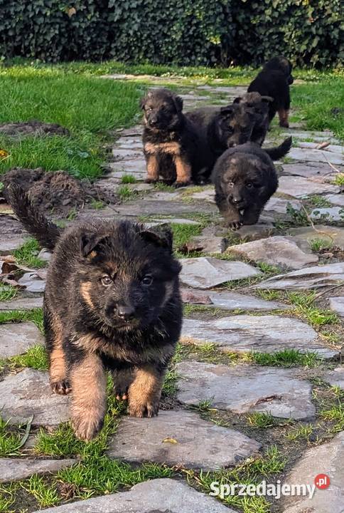 Owczarek niemiecki długowłosy