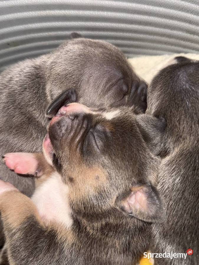 Amstaff Zapraszamy do rezerwacji Szczenięta o Sarnowo
