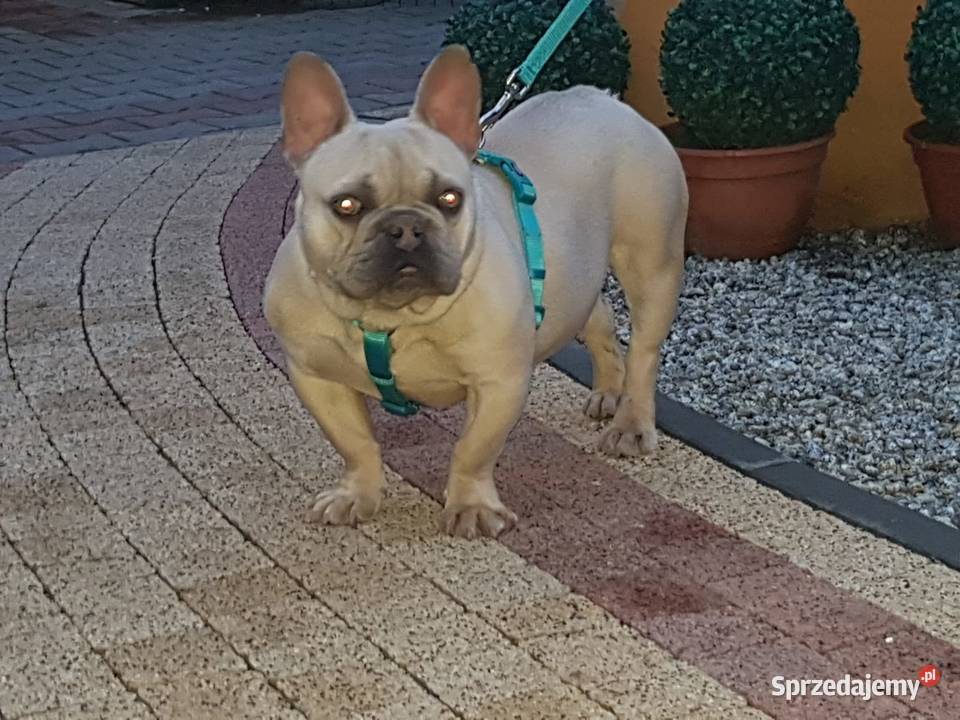 Buldog francuski niebieskie pieski Borzęcin