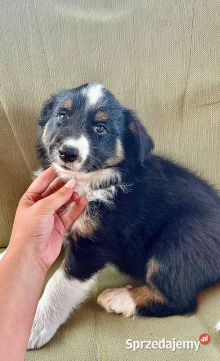 ładne szczeniaki Border Collie mazowieckie Nowa Wieś