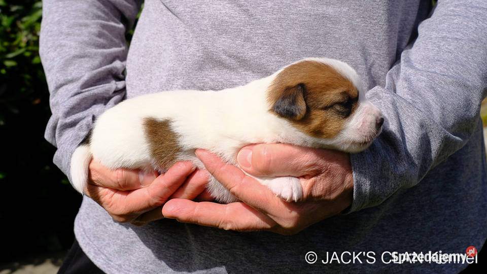 Jack Russell Terrier gładkowłosy ZKwP FCI Andrychów sprzedam