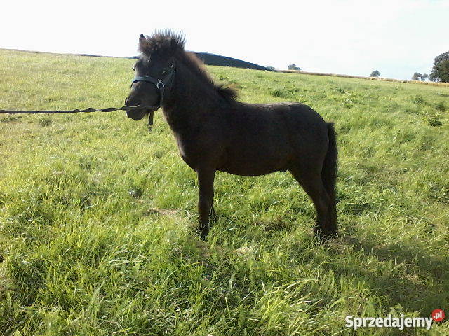kuca walijskiego Pozostałe