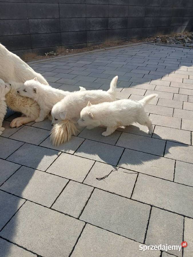 Owczarek szwajcarski Zimnice Wielkie sprzedam