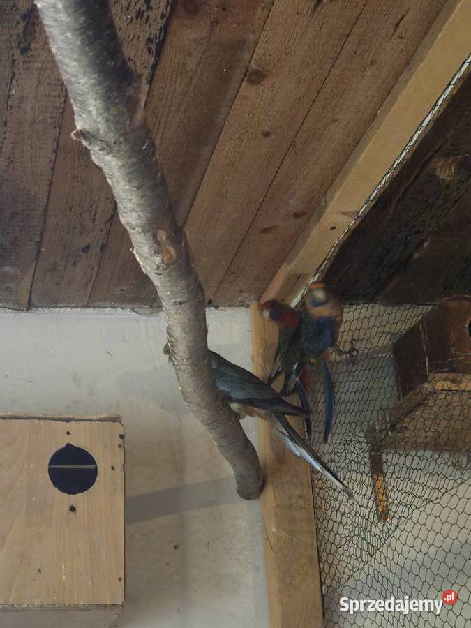 Rozelle królewskie Ptaki Mądre sprzedam