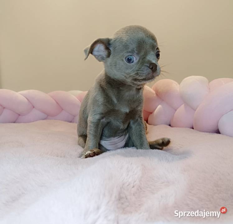 Chihuahua sunia krótkowłosa piękna badania Zwierzęta Warszawa