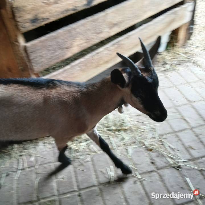 Młoda piękna kózka i koziołek rasy alpejskiej z Pozostałe