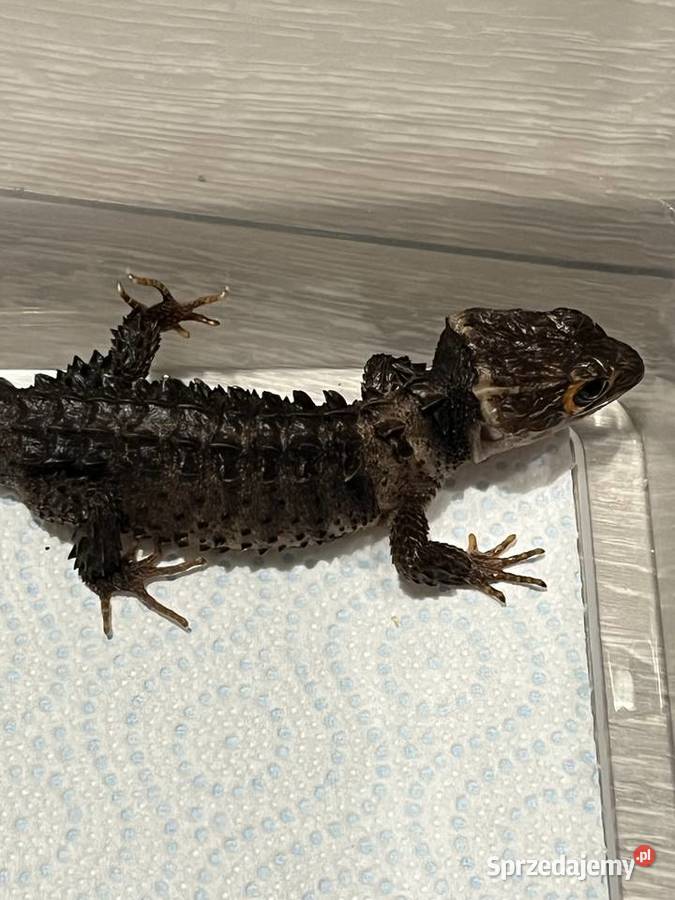 Para scynków krokodylowych Tribolonotus gracilis Gady i płazy Rybnik