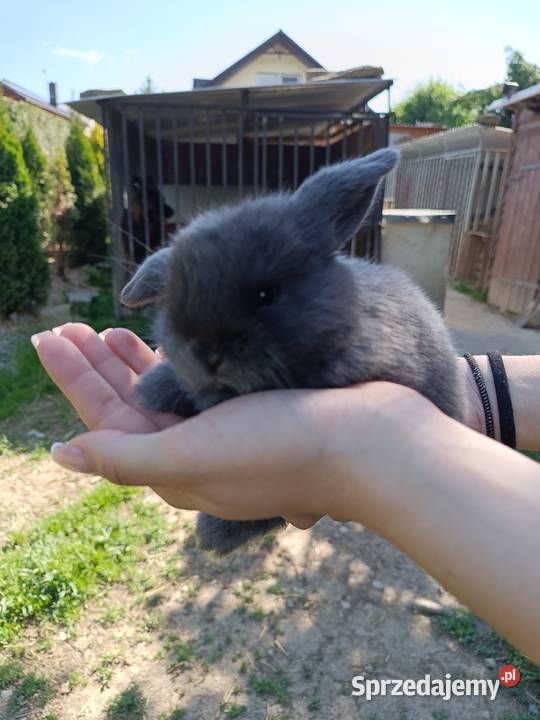 Króliczki Mini Lop