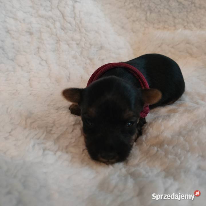 Szczenięta Yorkshire terrier do rezerwacji Dobrzejewice