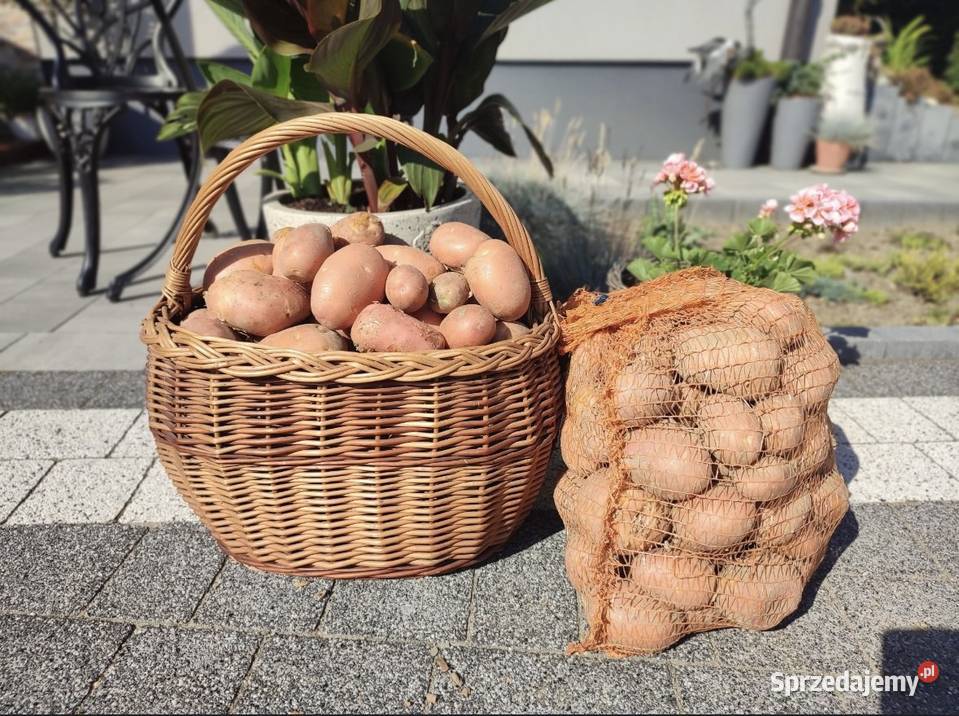 Ziemniaki Rolnika Warzywa i owoce Wilcza