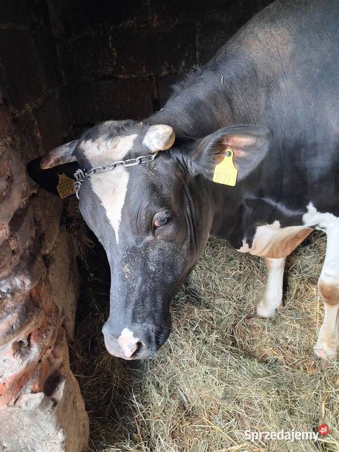 Jałówka lubelskie Sobolew