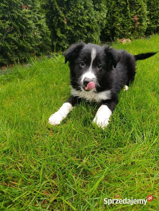 Border Collie Piesek
