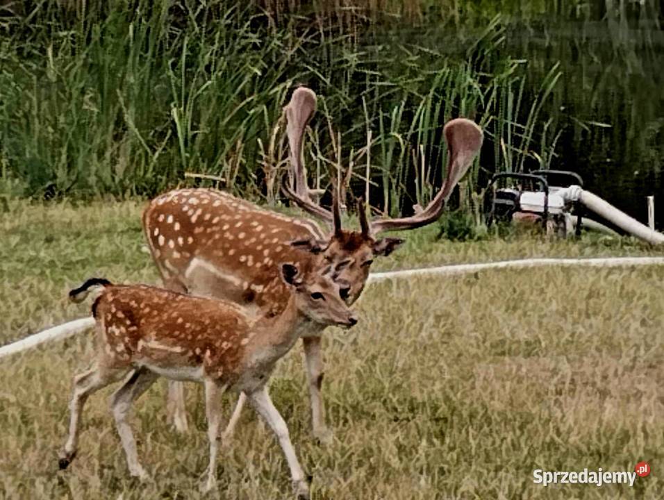 Sprzedam daniele Płużnica
