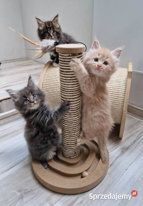 Kocieta Maine Coon Wrocław