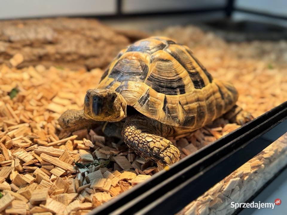 Żółw Grecki Terrarium Warszawa