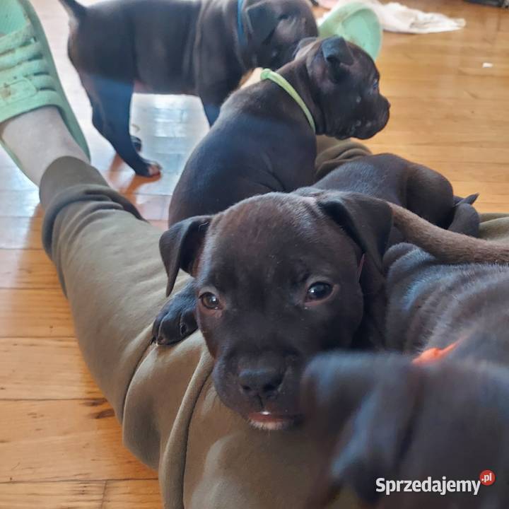 Amstaff szczenię w kolorze Blue Gafit i Black Rzeszów sprzedam