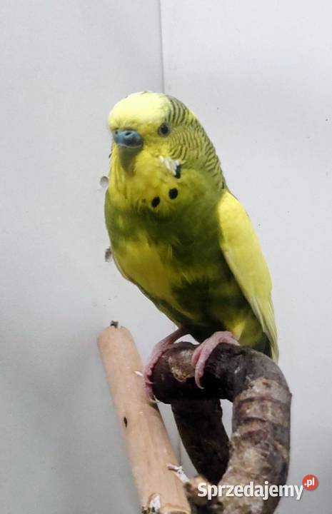 Papugi faliste samiec samica małopolskie Tarnów