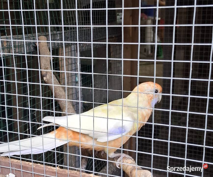 Samica rozella królewska Chyżne