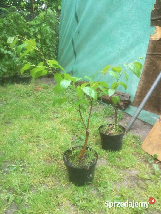 brzoza szczepiona doorenbos brzoza pożyteczna w Puławy