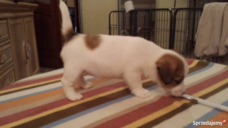 JACK RUSSELL TERRIER ZKwP FCI Psy sprzedam