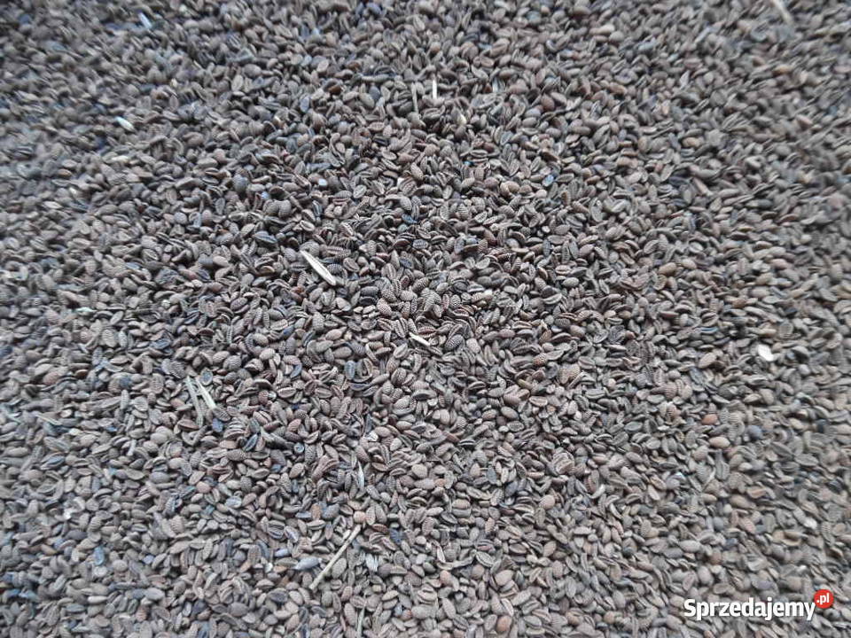 Owies zbiór 2025 gorczyca facelia słonecznik lubelskie Chełm