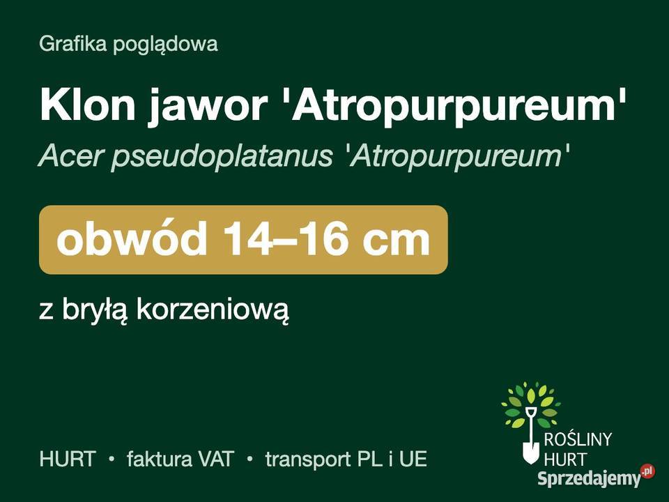 Klon jawor Atropurpureum obwód 1416 z bryłą HURT