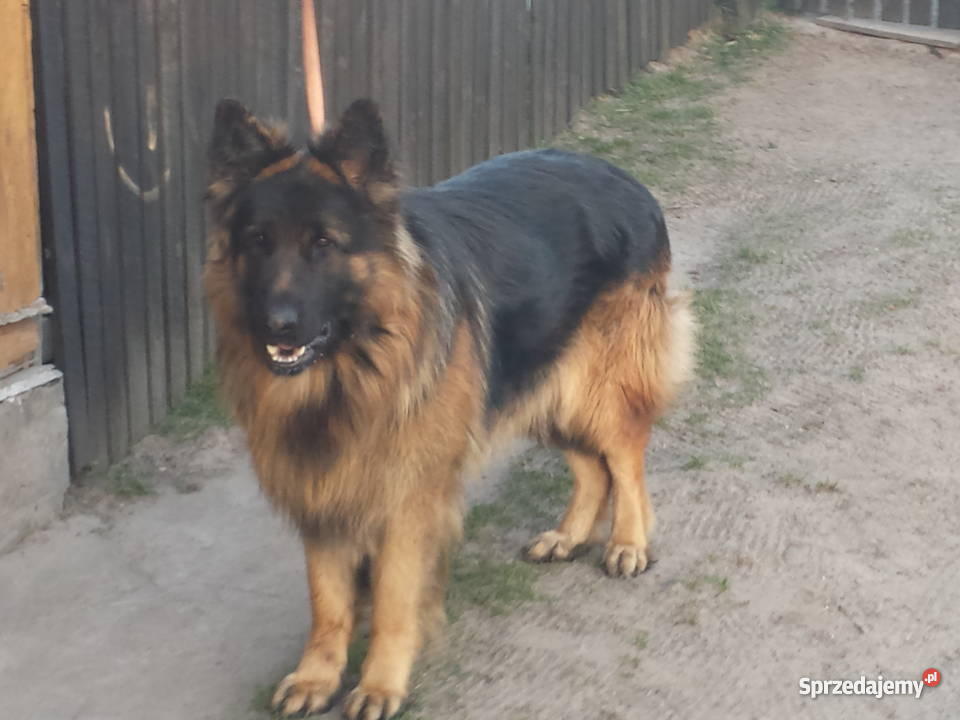 owczarek niemiecki długowłosy Gościeradów Plebański