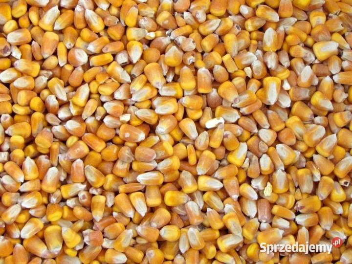 Kukurydza sucha podkarpackie Paszczyna sprzedam