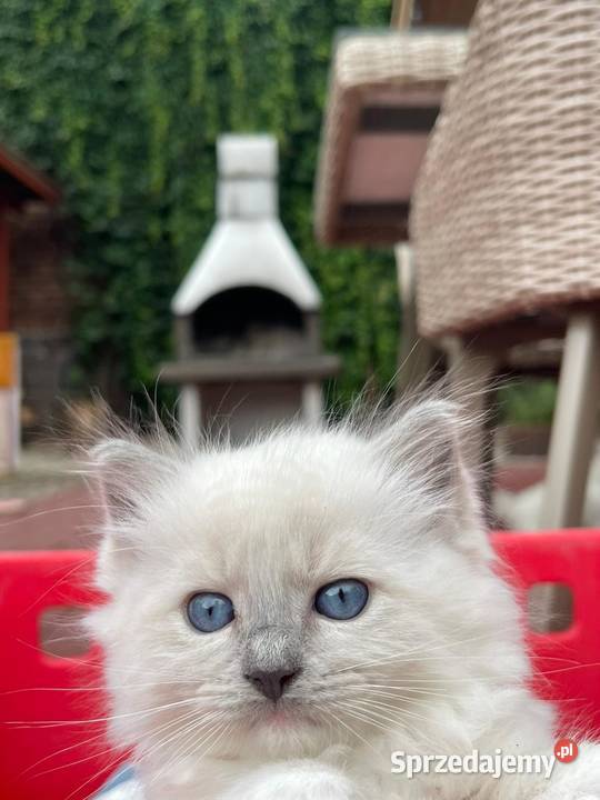 Ragdoll piękne rodowód Ragdoll Nidzica sprzedam