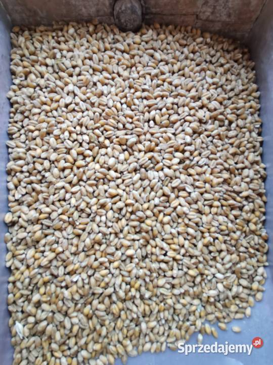 Pszenica ozima Wilejka centrali Masłów Drugi