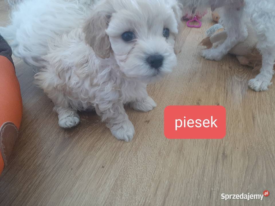 Bisspoo FRISPOO Maltipoo Zamość