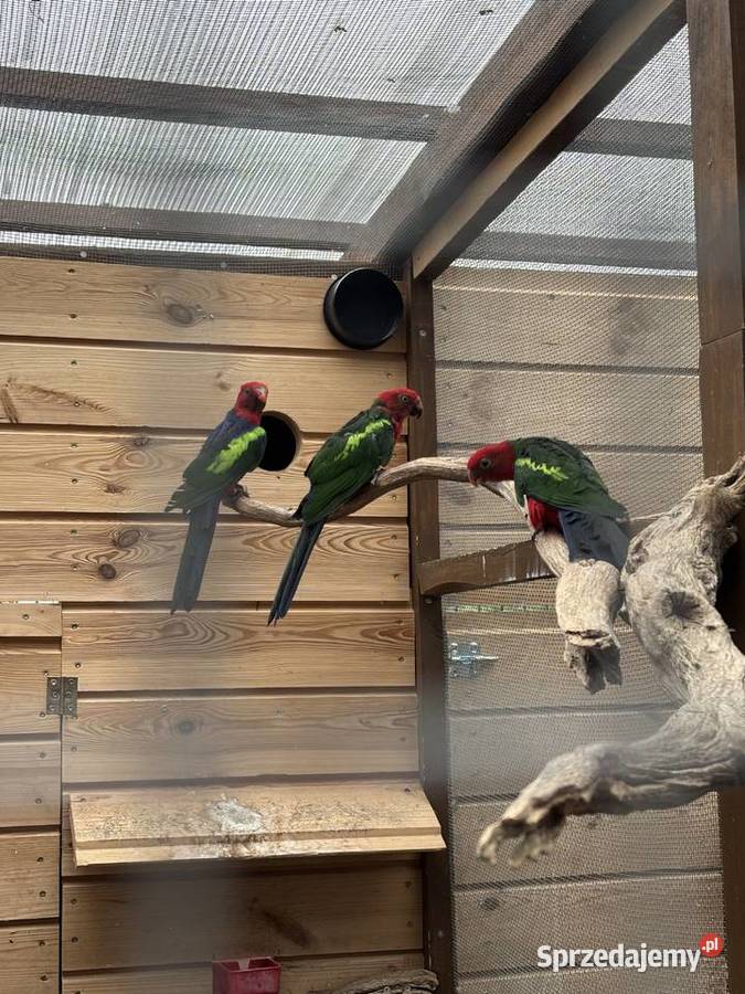 sprzedam szkarłatke Radom