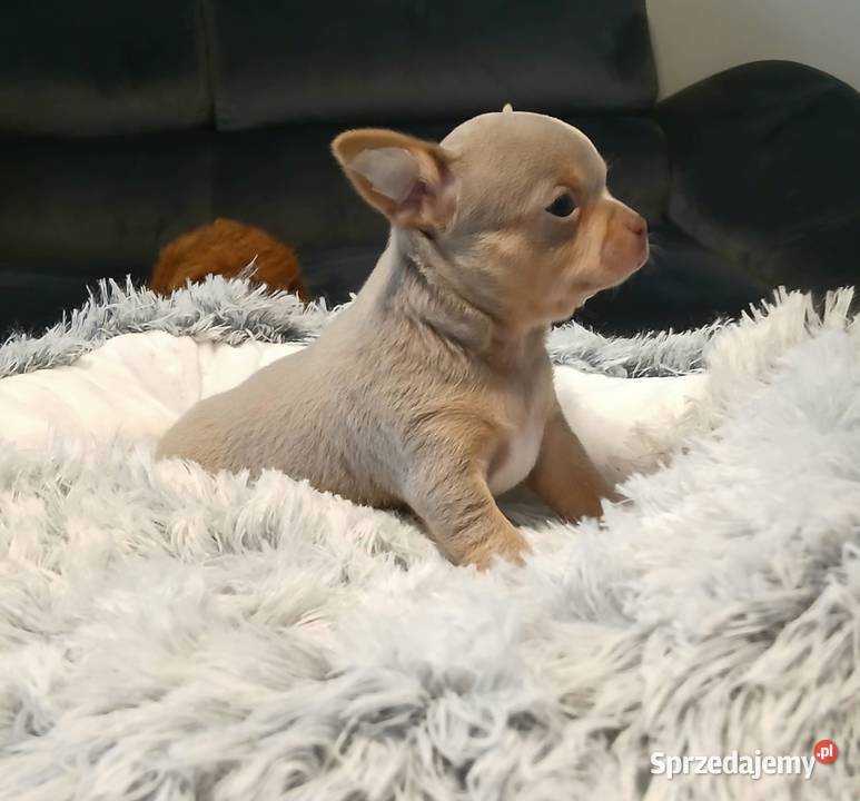 Piękny piesek chihuahua mazowieckie Płock