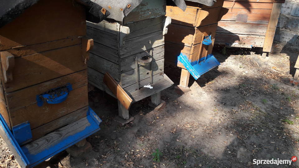 ule z pszczołami Warszawskie zwykłe pasieka 50 Bydgoszcz