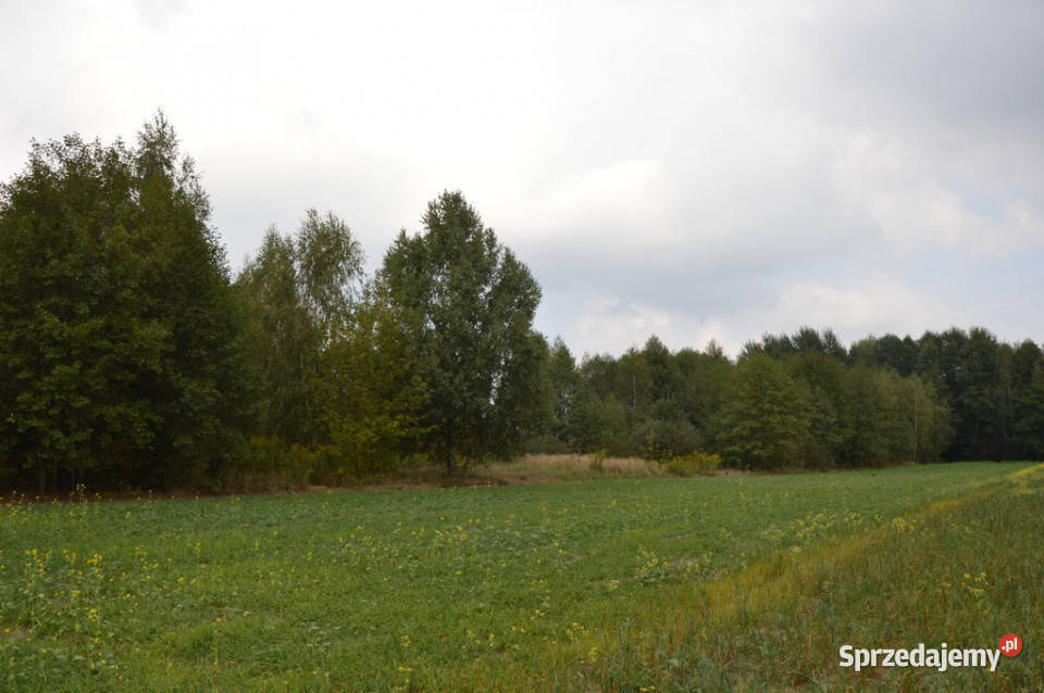 Działka 177 ha w Brzeźnicy Leśnej pow Lubartów lubelskie Brzeźnica Leśna