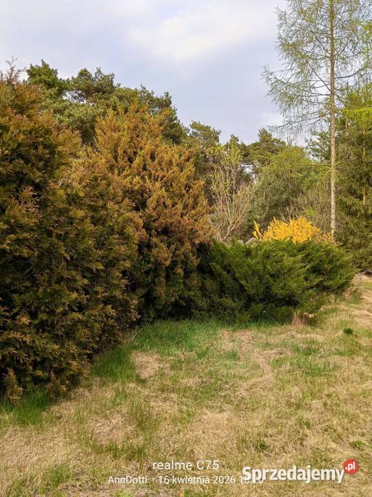 Sprzedam działkę 1500m domem do remontu wolnostojący wielkopolskie Przybyłów