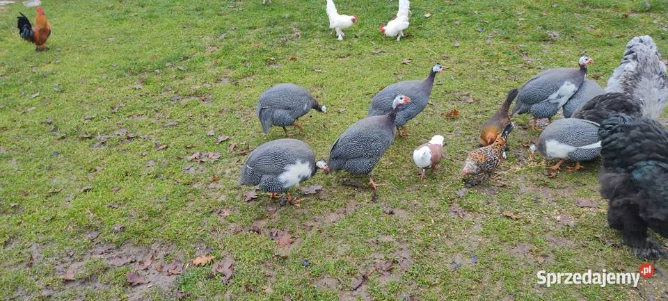 Sprzedam perliczki wszystkie z 25 roku Tokarówka