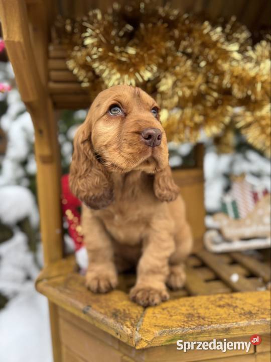 Jedyny taki Piękny piesek Cocker Spaniel Warszawa