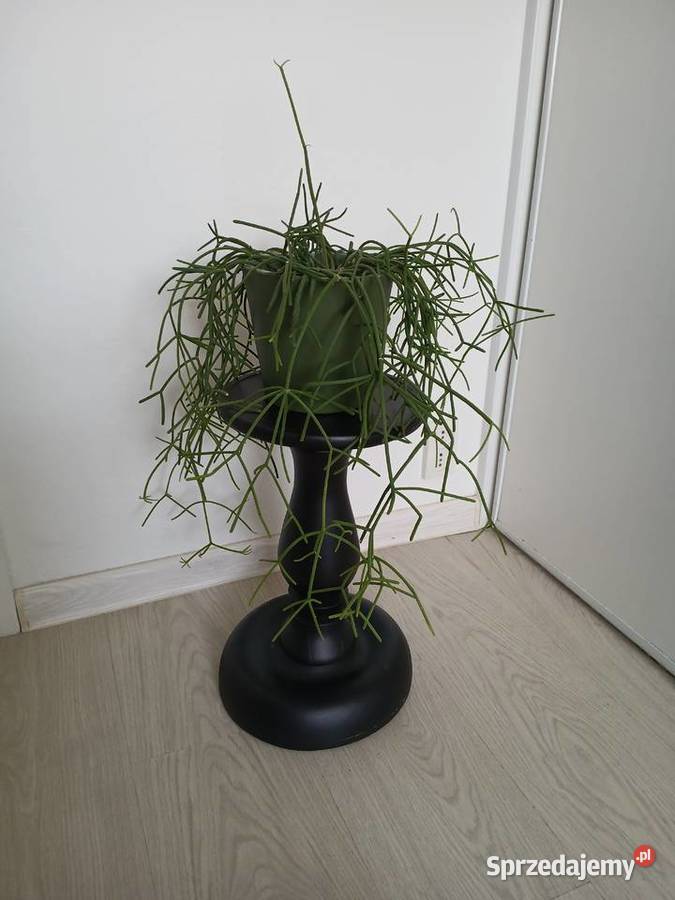 Rhipsalis baccifera patyczak duży wiszący Kaktusy i sukulenty Częstochowa