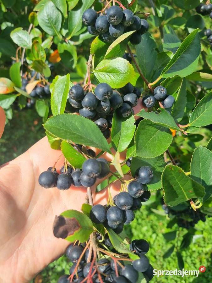 Aronia Owoce Aronii Sprzedam Dębica