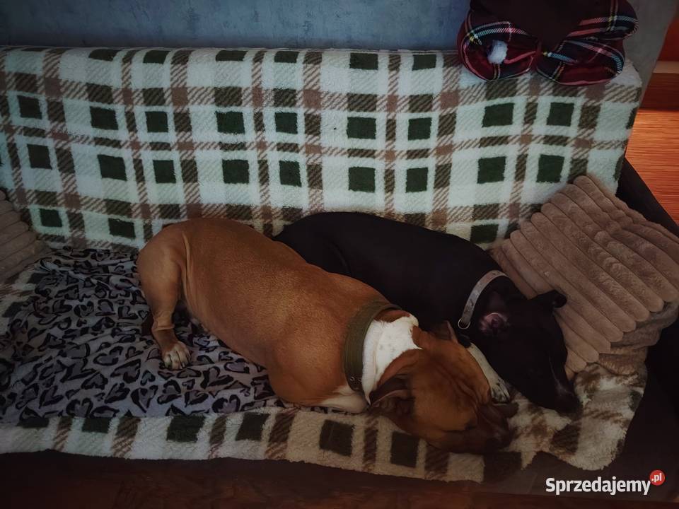 Piękny amstaff Amstaff Dzierżoniów