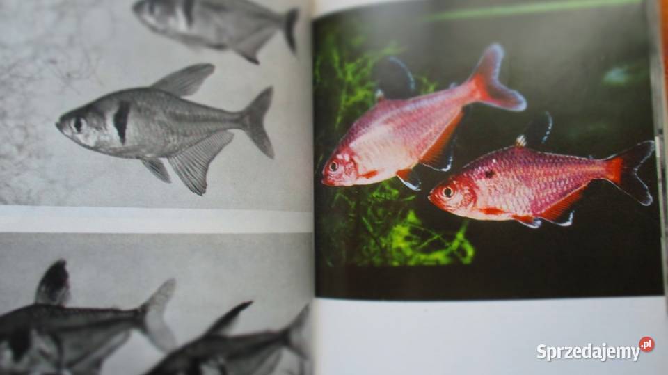 Wielki atlas ryb ryby ptaki dinozaury gady ssaki biologia, ekologia łódzkie Łódź sprzedam