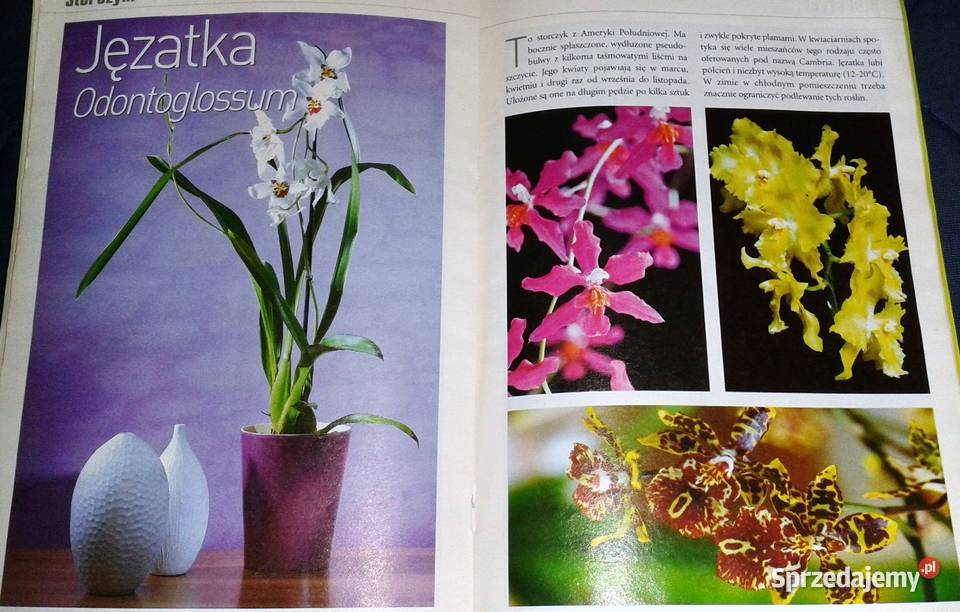 Storczyki Kwietnik poleca Gatunki Wymagania